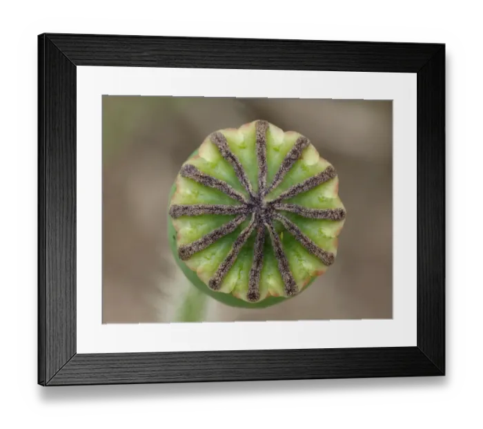 Framed Print : Corn Poppy (Papaver rhoeas) close-up of seedpod, Leicestershire, England, june Framed Print : Corn Poppy (Papaver rhoeas) close-up of seedpod, Leicestershire, England, june