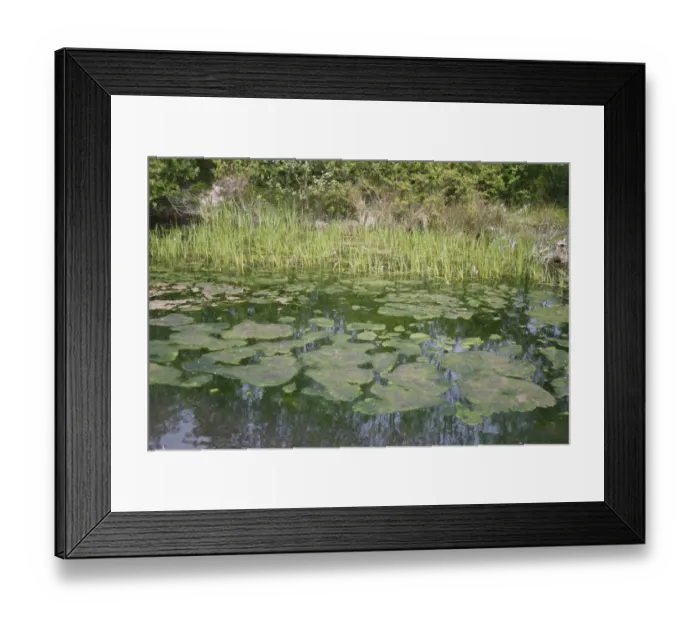 Framed Print : Green algae on pond surface, Stowmarket, Suffolk, England, april Framed Print : Green algae on pond surface, Stowmarket, Suffolk, England, april