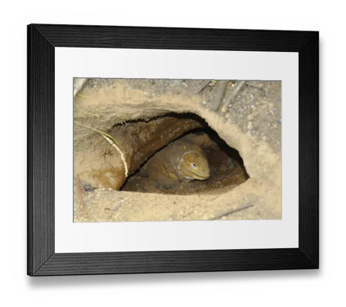 Framed Print : Land Iguana (Conolophus subcristatus) adult, resting in burrow, Galapagos Islands Framed Print : Land Iguana (Conolophus subcristatus) adult, resting in burrow, Galapagos Islands