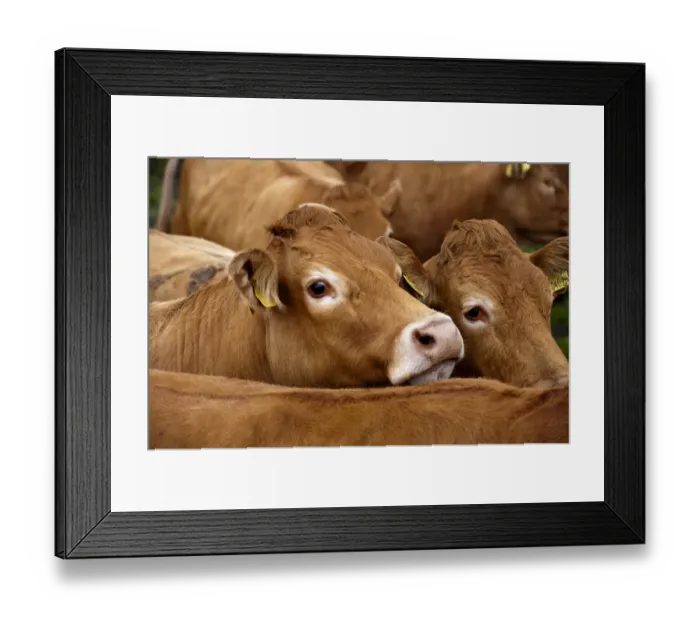 Framed Print : Domestic Cattle, Limousin herd, close-up of heads, England, august Framed Print : Domestic Cattle, Limousin herd, close-up of heads, England, august