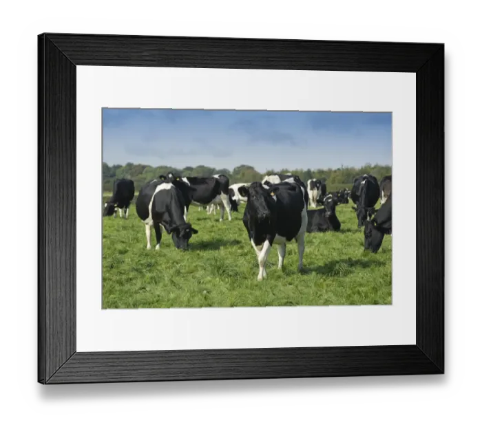 Framed Print : Domestic Cattle, British Friesian, cows, herd grazing in pasture, Staffordshire, England, september Framed Print : Domestic Cattle, British Friesian, cows, herd grazing in pasture, Staffordshire, England, september