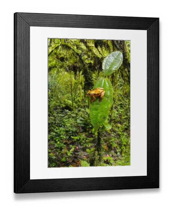 Framed Print : Montane Reed Frog (Hyperolius castaneus) adult, sitting on leaf in montane rainforest habitat, Nyungwe Forest N. P. Rwanda, december Framed Print : Montane Reed Frog (Hyperolius castaneus) adult, sitting on leaf in montane rainforest habitat, Nyungwe Forest N. P. Rwanda, december