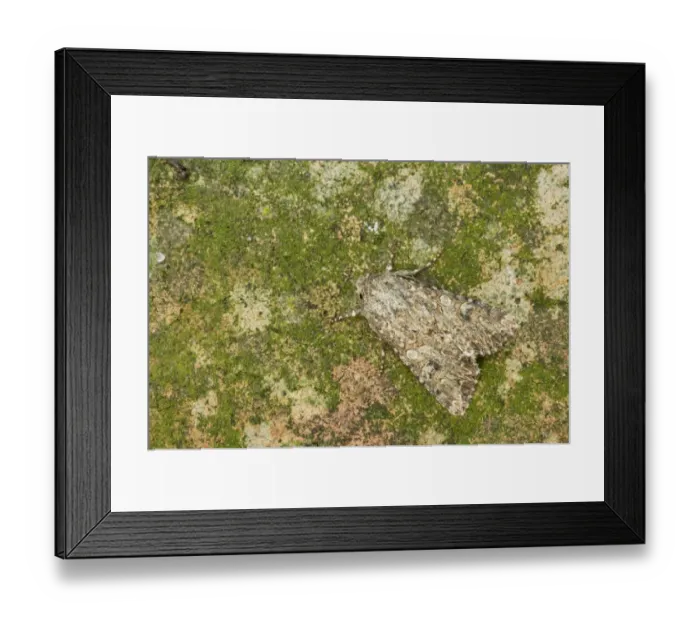 Framed Print : The Nutmeg (Hadula trifolii) adult, camouflaged, Essex, England Framed Print : The Nutmeg (Hadula trifolii) adult, camouflaged, Essex, England