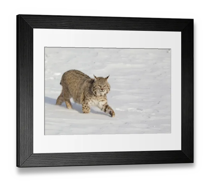 Framed Print : Bobcat (Lynx rufus) adult, walking in snow, Montana, U. S. A. january (captive) Framed Print : Bobcat (Lynx rufus) adult, walking in snow, Montana, U. S. A. january (captive)