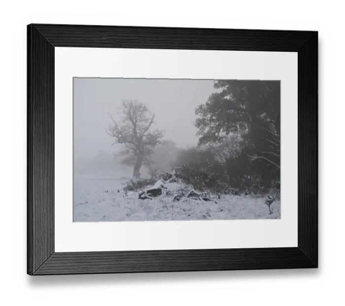 Framed Print : Snow covered ground and trees in fog, Moreton, Dorset, England, december