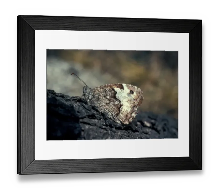 Framed Print : Butterfly - Rock Grayling (Hipparchia alcyone) Settled on tree  /  wings closed