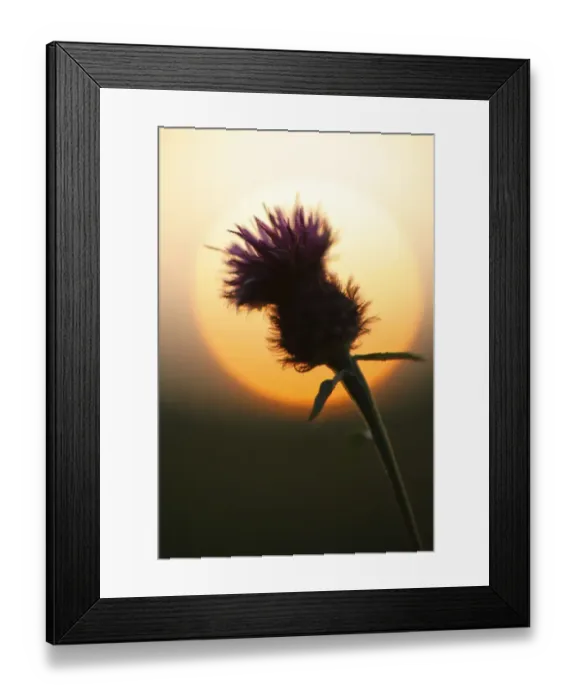 Framed Print : Common Knapweed (Centaurea nigra) flowering, silhouetted at sunset, Powys, Wales, september Framed Print : Common Knapweed (Centaurea nigra) flowering, silhouetted at sunset, Powys, Wales, september