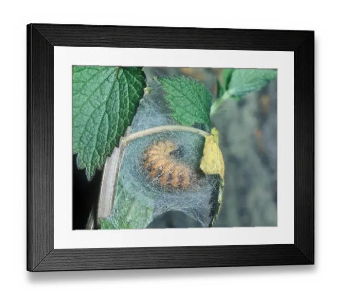 Framed Print : Moth - Tiger Jersey Larva (Euplagia quadripunctaria) Pupating Framed Print : Moth - Tiger Jersey Larva (Euplagia quadripunctaria) Pupating
