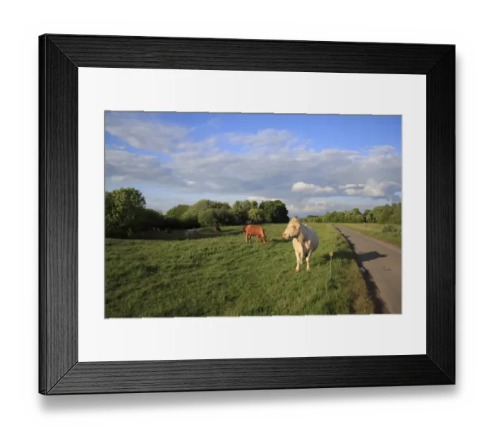 Framed Print : Domestic Cattle, cows, herd grazing beside electric fence in roadside pasture of commonland reserve, Mellis Common, Mellis, Suffolk, England, may Framed Print : Domestic Cattle, cows, herd grazing beside electric fence in roadside pasture of commonland reserve, Mellis Common, Mellis, Suffolk, England, may