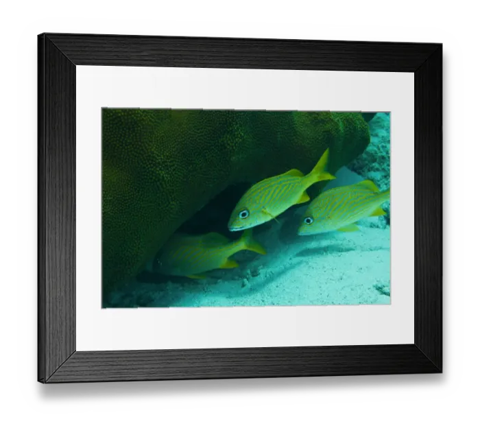 Framed Print : French Grunt (Haemulon flavolineatum) three adults, entering hole in hard coral outcrop, Bonaire, Leeward Antilles, Lesser Antilles, Caribbean Framed Print : French Grunt (Haemulon flavolineatum) three adults, entering hole in hard coral outcrop, Bonaire, Leeward Antilles, Lesser Antilles, Caribbean