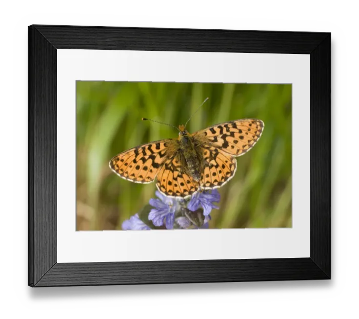 Framed Print : Pearl-bordered Fritillary (Boloria euphrosyne) adult, resting on flowerhead, England, april Framed Print : Pearl-bordered Fritillary (Boloria euphrosyne) adult, resting on flowerhead, England, april