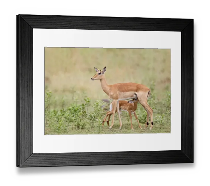 Framed Print : Impala (Aepyceros melampus) adult female with calf, suckling, Okavango Delta, Botswana Framed Print : Impala (Aepyceros melampus) adult female with calf, suckling, Okavango Delta, Botswana