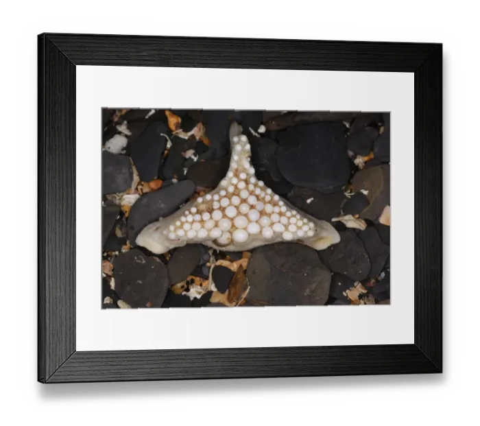 Framed Print : Ballan Wrasse (Labrus bergylta) Ballan Cross, flattened teeth on pharyngeal bones in throat (traditionally worn as lucky talisman by sailors), washed up on beach strandline, Kimmeridge Bay, Dorset, England, december Framed Print : Ballan Wrasse (Labrus bergylta) Ballan Cross, flattened teeth on pharyngeal bones in throat (traditionally worn as lucky talisman by sailors), washed up on beach strandline, Kimmeridge Bay, Dorset, England, december