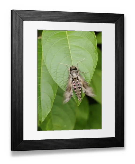 Framed Print : Pink-spotted Hawkmoth (Agrius cingulata) adult, resting on leaf, quivering wings to warm up prior to flying, Trinidad, Trinidad and Tobago Framed Print : Pink-spotted Hawkmoth (Agrius cingulata) adult, resting on leaf, quivering wings to warm up prior to flying, Trinidad, Trinidad and Tobago