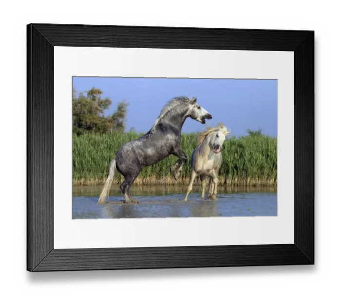 Framed Print : Camargue Horse, two stallions, fighting in water, Saintes Marie de la Mer, Camargue, Bouches du Rhone, France Framed Print : Camargue Horse, two stallions, fighting in water, Saintes Marie de la Mer, Camargue, Bouches du Rhone, France