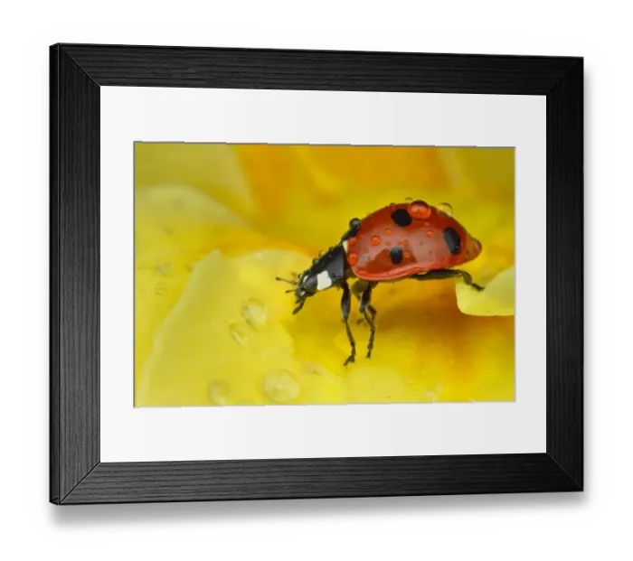 Framed Print : Seven-spot Ladybird (Coccinella septempunctata) adult, resting on flower with water droplets, Leicestershire, England, march Framed Print : Seven-spot Ladybird (Coccinella septempunctata) adult, resting on flower with water droplets, Leicestershire, England, march