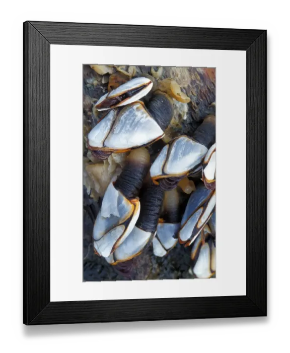 Framed Print : Shell - Barnacle Goose or Ship's Barnacles (Lepas anatifera) Oregon State, USA