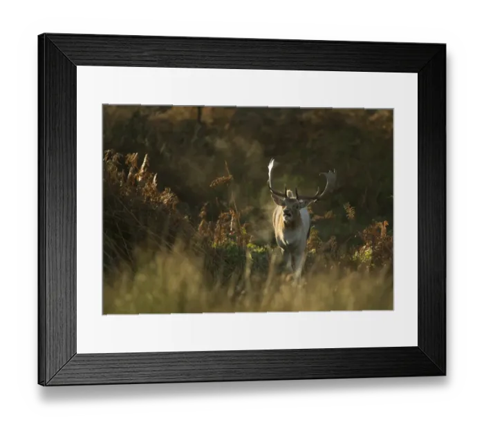 Framed Print : Fallow Deer (Dama dama) buck, calling, breath condensing in in cold air at dawn, during rutting season, Leicestershire, England, november