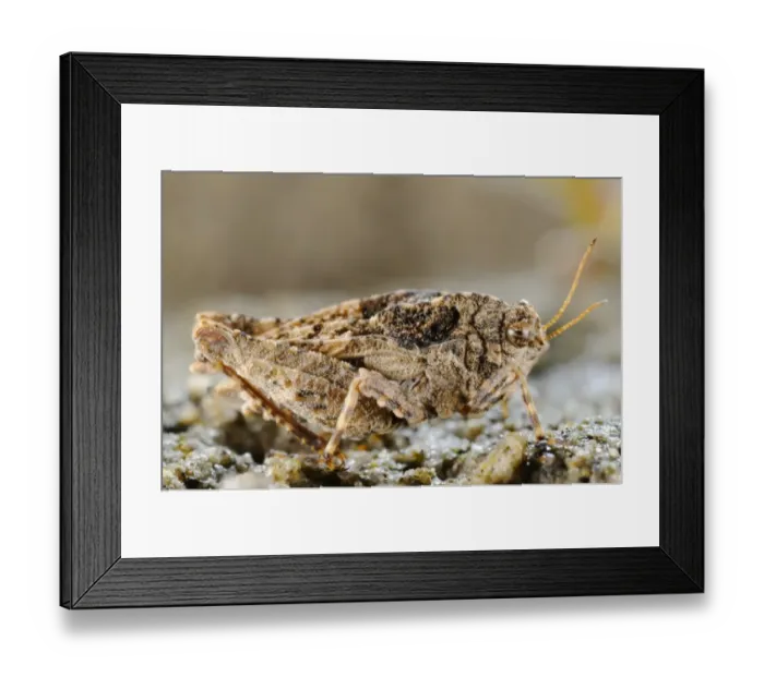 Framed Print : Groundhopper (Depressotetrix depressa) adult, Italy, august