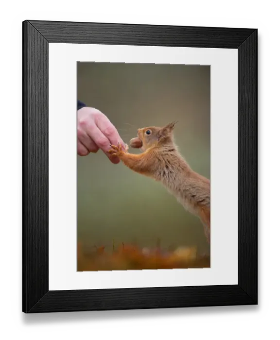 Framed Print : Eurasian Red Squirrel (Sciurus vulgaris) adult, standing on hind legs, garden visitor reaching to take nut from person, Cairngorm N. P. Highlands, Scotland, march Framed Print : Eurasian Red Squirrel (Sciurus vulgaris) adult, standing on hind legs, garden visitor reaching to take nut from person, Cairngorm N. P. Highlands, Scotland, march