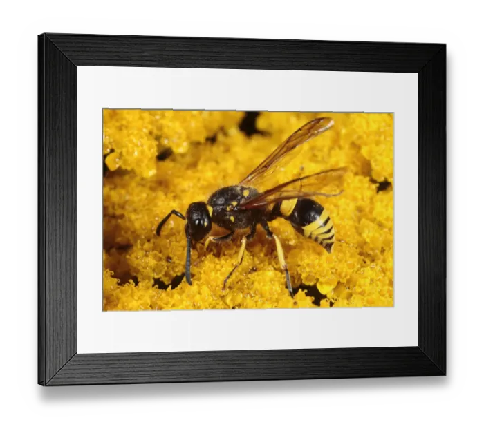 Framed Print : Mason Wasp (Ancistrocerus parietinus) adult female, feeding on Yarrow (Achillea sp. ) flower, Powys, Wales, august Framed Print : Mason Wasp (Ancistrocerus parietinus) adult female, feeding on Yarrow (Achillea sp. ) flower, Powys, Wales, august
