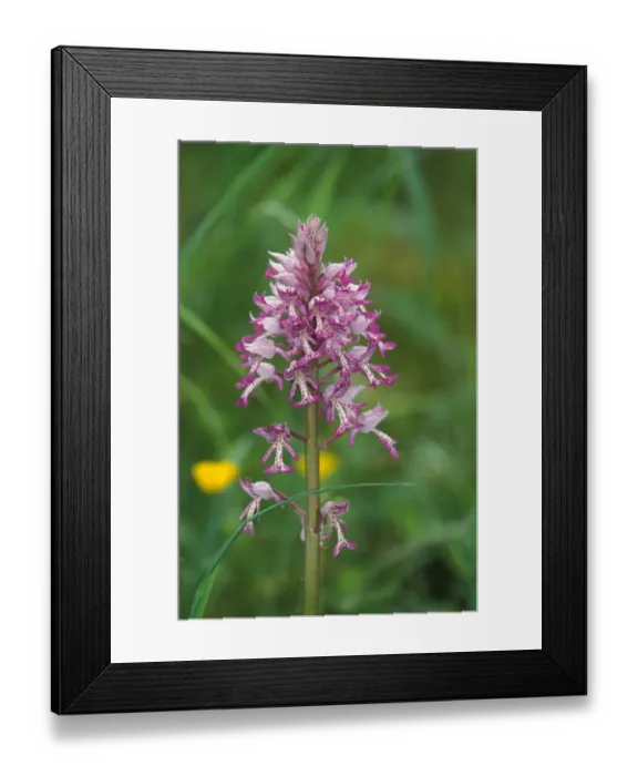Framed Print : Military Orchid (Orchis militaris) Growing at the Rex Graham Reserve, Suffolk Wildlife Trust Framed Print : Military Orchid (Orchis militaris) Growing at the Rex Graham Reserve, Suffolk Wildlife Trust