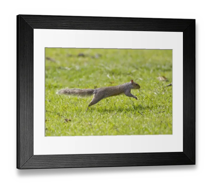 Framed Print : Eastern Grey Squirrel (Sciurus carolinensis) introduced species, adult, running, Suffolk, England, june Framed Print : Eastern Grey Squirrel (Sciurus carolinensis) introduced species, adult, running, Suffolk, England, june