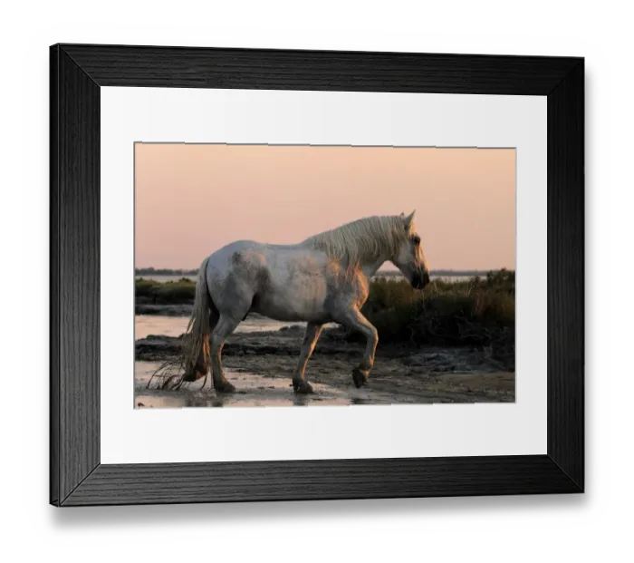 Framed Print : Camargue Horse, adult, walking in wetland at sunset, Saintes Marie de la Mer, Camargue, Bouches du Rhone, France
