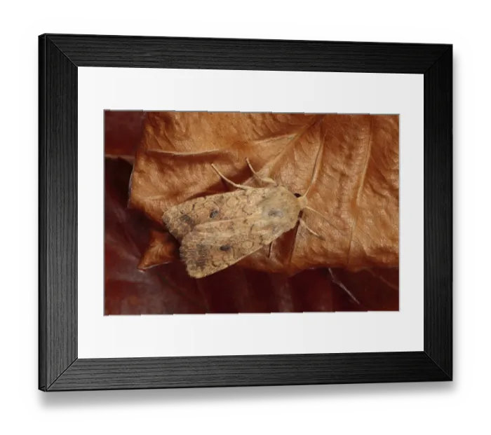 Framed Print : Brick Moth (Agrochola circellaris) adult, resting on fallen beech leaf, Powys, Wales, october