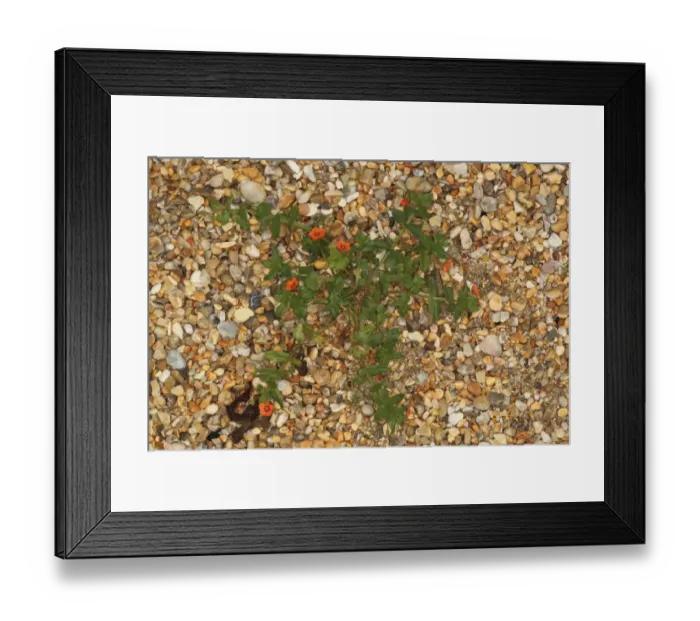 Framed Print : Scarlet Pimpernel (Anagallis arvensis) flowering, growing on shingle beach, Ringstead, Dorset, England, july Framed Print : Scarlet Pimpernel (Anagallis arvensis) flowering, growing on shingle beach, Ringstead, Dorset, England, july