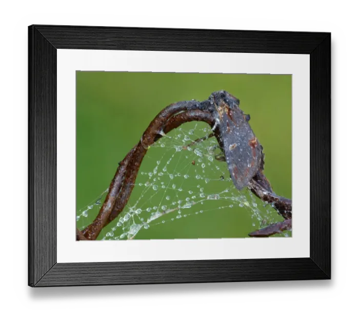 Framed Print : Iron Prominent Moth (Notodonta dromedarius) adult, resting on rusty wire with cobweb and raindrops, Leicestershire, England, april Framed Print : Iron Prominent Moth (Notodonta dromedarius) adult, resting on rusty wire with cobweb and raindrops, Leicestershire, England, april