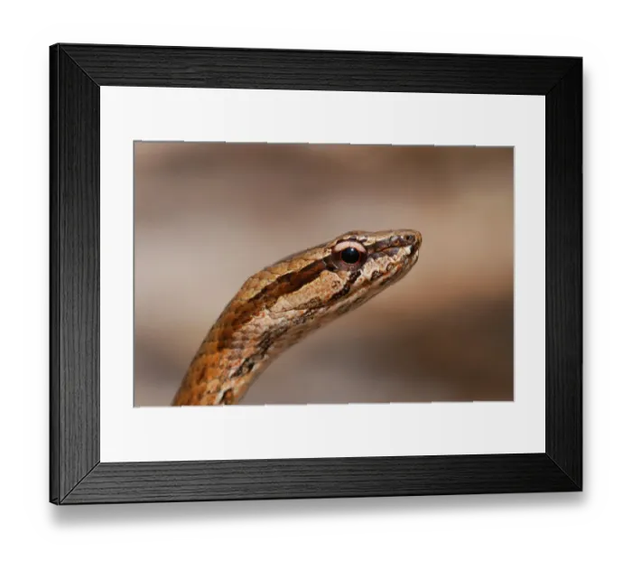 Framed Print : Common Big-eyed Snake (Mimophis mahfalensis) adult, close-up of head, in dry deciduous forest, Ankarafantsika N. P. Northwest Madagascar, july
