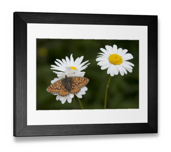 Framed Print : Marsh Fritillary (Euphydryas aurinia) adult, feeding on Ox-eye Daisy (Chrysanthemum leucanthemum) flowers, England, june Framed Print : Marsh Fritillary (Euphydryas aurinia) adult, feeding on Ox-eye Daisy (Chrysanthemum leucanthemum) flowers, England, june