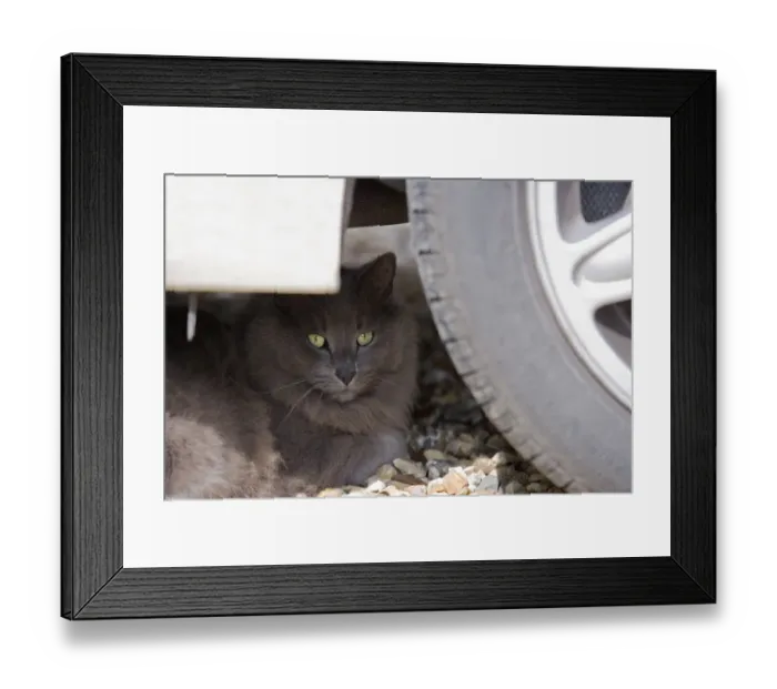 Framed Print : Domestic Cat, grey adult, resting under car, England, march Framed Print : Domestic Cat, grey adult, resting under car, England, march
