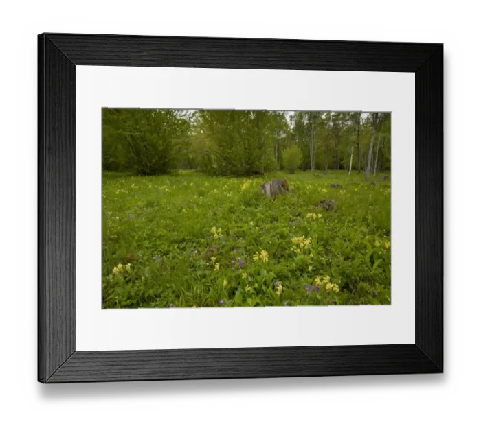 Framed Print : Cowslip (Primula veris) and Wood Cranesbill (Geranium sylvaticum) flowering, growing in wooded meadow habitat, Tagamoisa Nature Reserve, Saaremaa Island, Estonia, may Framed Print : Cowslip (Primula veris) and Wood Cranesbill (Geranium sylvaticum) flowering, growing in wooded meadow habitat, Tagamoisa Nature Reserve, Saaremaa Island, Estonia, may