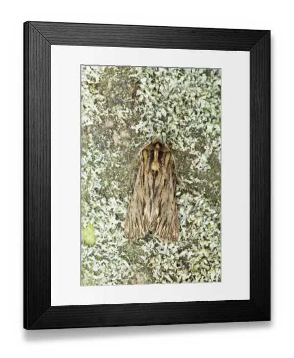 Framed Print : The Sprawler Moth (Brachionycha sphinx) adult, Essex, England Framed Print : The Sprawler Moth (Brachionycha sphinx) adult, Essex, England