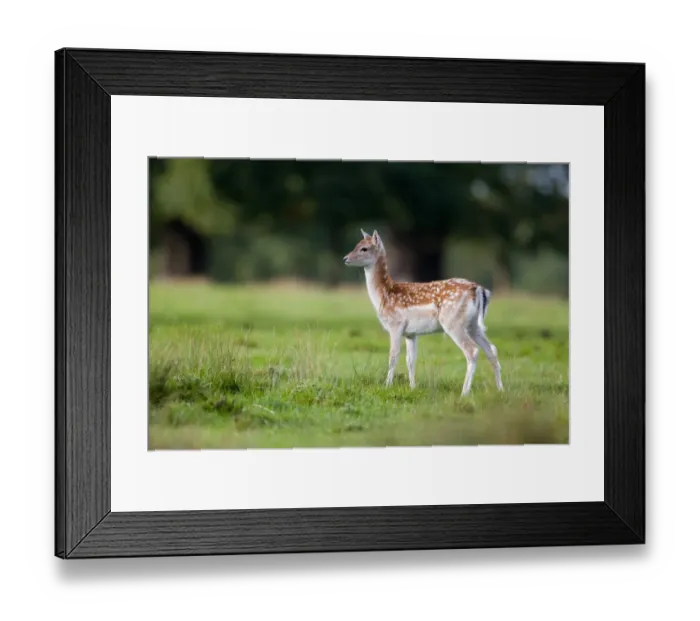 Framed Print : Fallow Deer (Dama dama) four month old fawn, standing, Suffolk, England, october