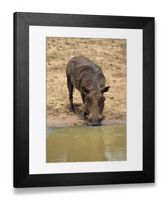 Framed Print : Common Warthog (Phacochoerus africanus) adult, drinking at waterhole, Mkuze, Natal, South Africa