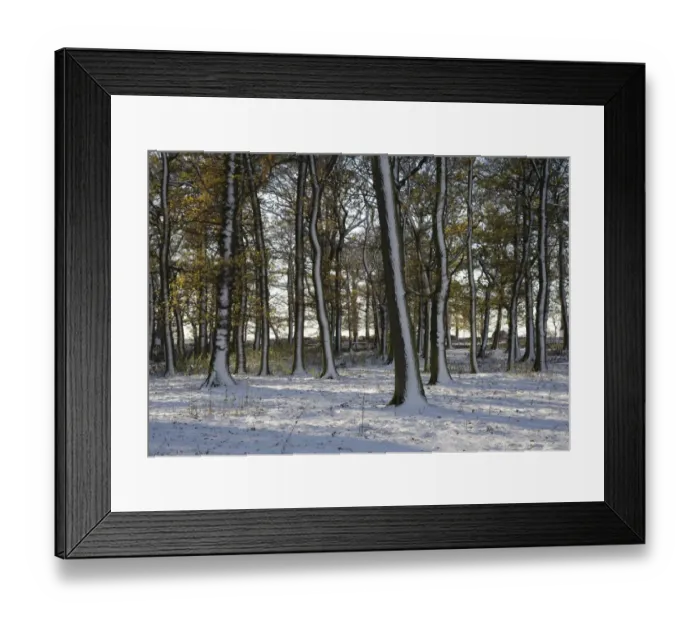 Framed Print : Snow covered trees in woodland, Wetheral, Carlisle, Cumbria, England, november Framed Print : Snow covered trees in woodland, Wetheral, Carlisle, Cumbria, England, november