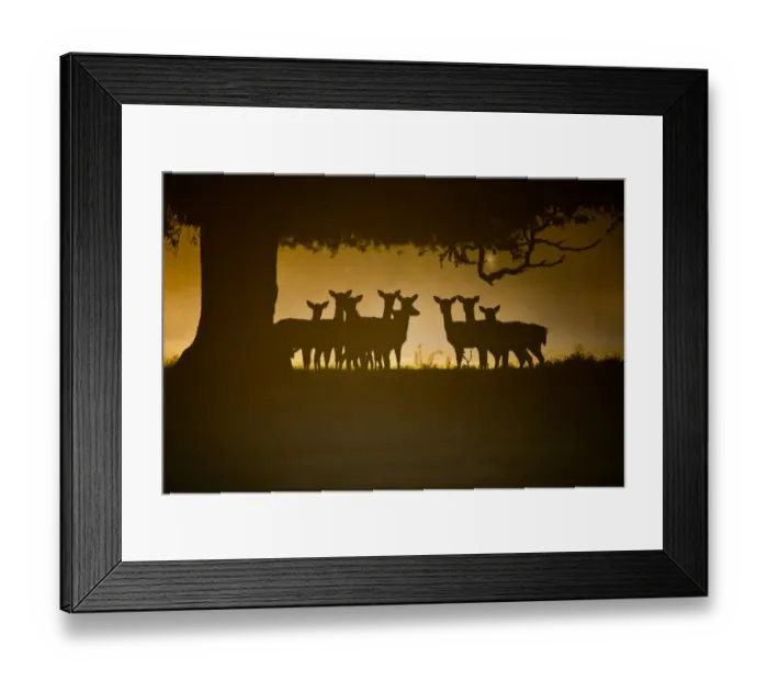 Framed Print : Fallow Deer (Dama dama) does, group silhouetted under tree at dawn, Norfolk, England, october Framed Print : Fallow Deer (Dama dama) does, group silhouetted under tree at dawn, Norfolk, England, october