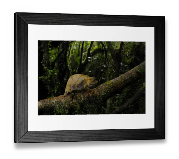 Framed Print : Boulenger's Pygmy Chameleon (Rhampholeon boulengeri) adult, on branch in montane rainforest habitat, Nyungwe Forest N. P. Rwanda Framed Print : Boulenger's Pygmy Chameleon (Rhampholeon boulengeri) adult, on branch in montane rainforest habitat, Nyungwe Forest N. P. Rwanda