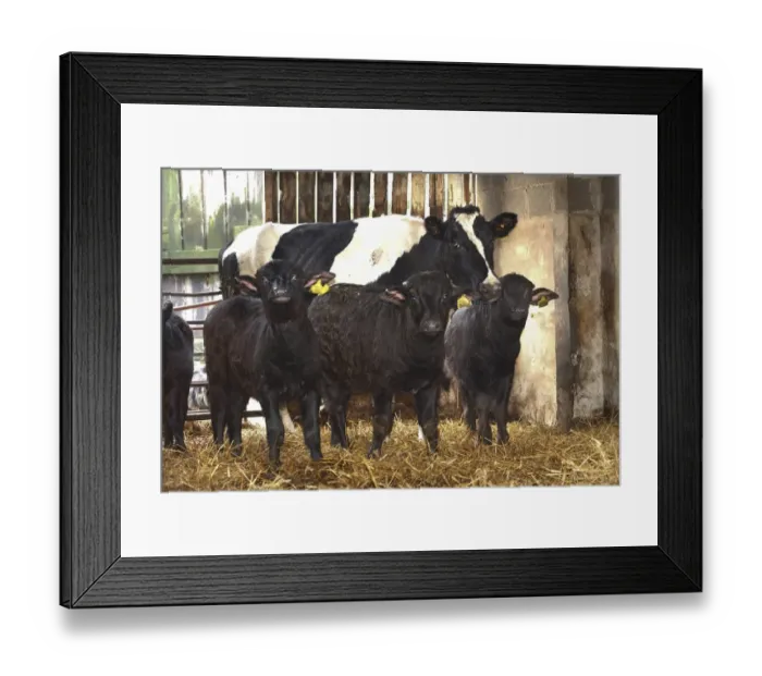 Framed Print : Domestic Water Buffalo (Bubalis bubalis) calves, being reared by dairy cow, on straw in housing, North Yorkshire, England Framed Print : Domestic Water Buffalo (Bubalis bubalis) calves, being reared by dairy cow, on straw in housing, North Yorkshire, England