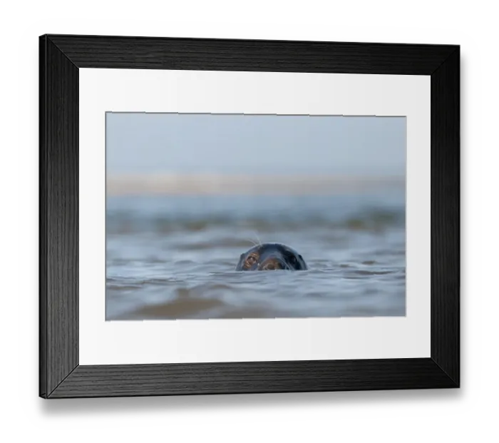 Framed Print : Grey Seal (Halichoerus grypus) adult, head looking out from surface of sea, Blakeney Point, Norfolk, England, october Framed Print : Grey Seal (Halichoerus grypus) adult, head looking out from surface of sea, Blakeney Point, Norfolk, England, october