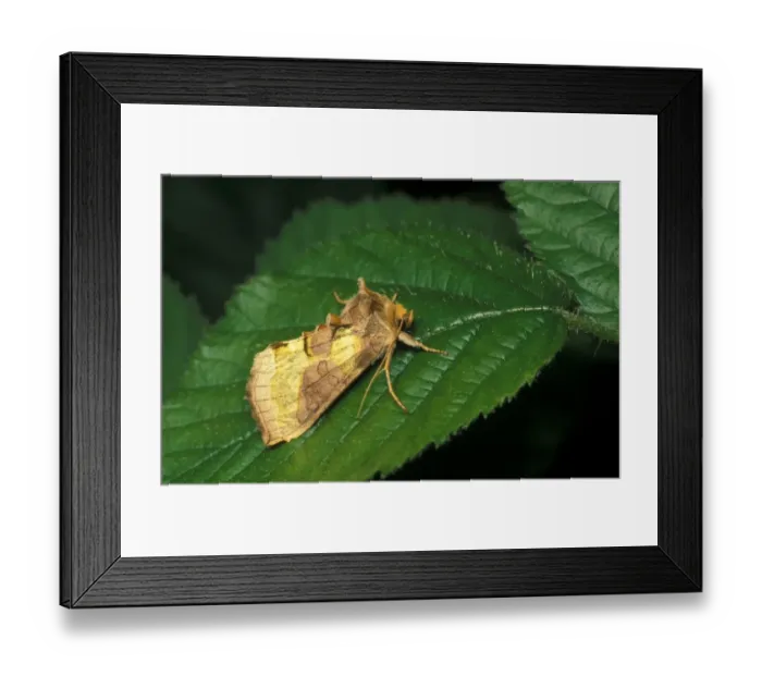 Framed Print : Burnished Brass (Diachrysia chrysitis) On leaf / Leics Framed Print : Burnished Brass (Diachrysia chrysitis) On leaf / Leics
