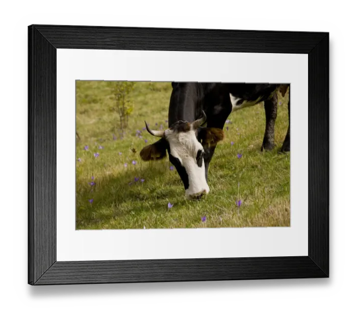Framed Print : Domestic Cattle, cow grazing in pasture, with Autumn Crocus (Crocus banaticus) flowering, Fundata Pass, Southern Carpathians, Romania, october Framed Print : Domestic Cattle, cow grazing in pasture, with Autumn Crocus (Crocus banaticus) flowering, Fundata Pass, Southern Carpathians, Romania, october