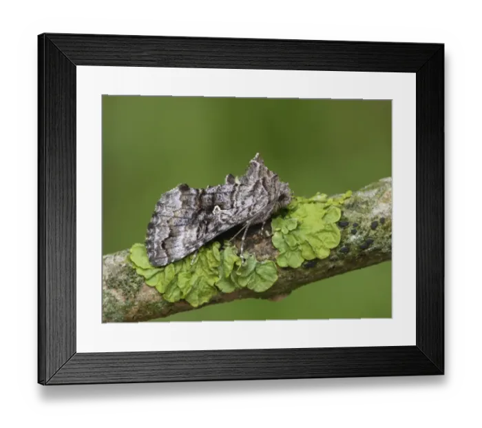 Framed Print : Scarce Silver Y (Syngrapha interrogationis) adult, resting on lichen covered twig, Cannobina Valley, Northern Italy, july Framed Print : Scarce Silver Y (Syngrapha interrogationis) adult, resting on lichen covered twig, Cannobina Valley, Northern Italy, july