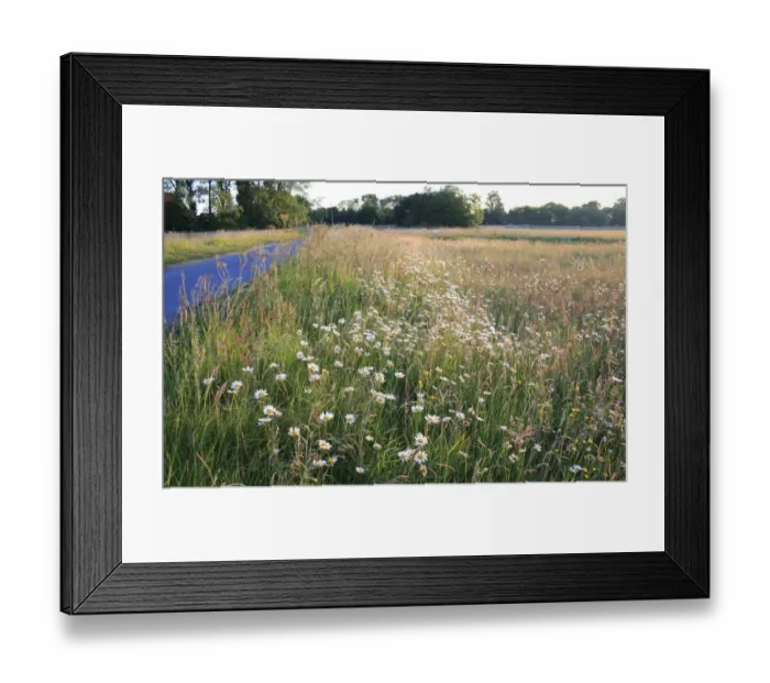 Framed Print : Ox-eye Daisy (Leucanthemum vulgare) flowering mass, growing amongst long grass and mixed wildflowers, beside road in commonland reserve habitat at dawn, Mellis Common, Mellis, Suffolk, England, june