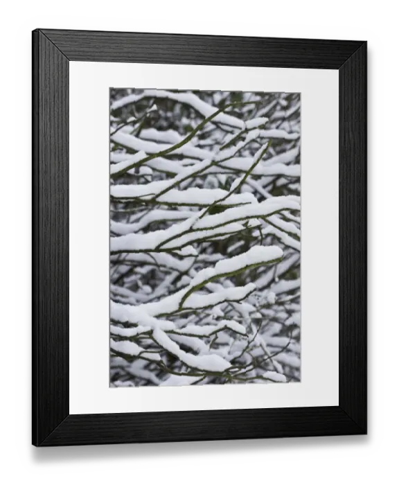 Framed Print : Snow covered bare twigs in garden, Dorset, England, december Framed Print : Snow covered bare twigs in garden, Dorset, England, december