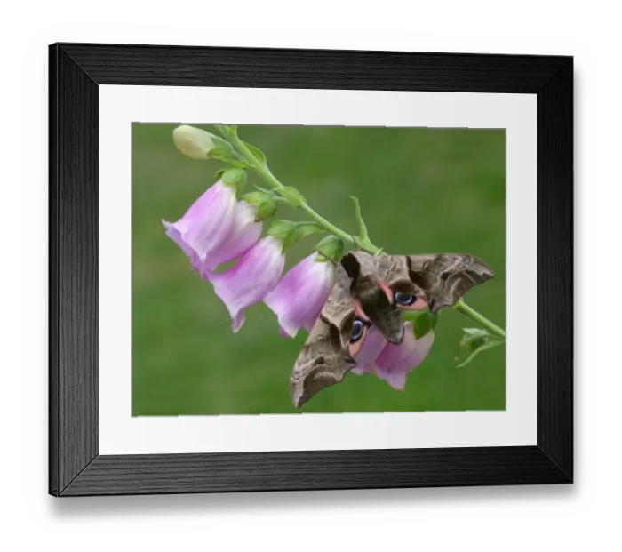 Framed Print : Eyed Hawkmoth (Smerinthus ocellata) adult, resting on Foxglove (Digitalis purpurea) flowers in garden, Leicestershire, England, june Framed Print : Eyed Hawkmoth (Smerinthus ocellata) adult, resting on Foxglove (Digitalis purpurea) flowers in garden, Leicestershire, England, june