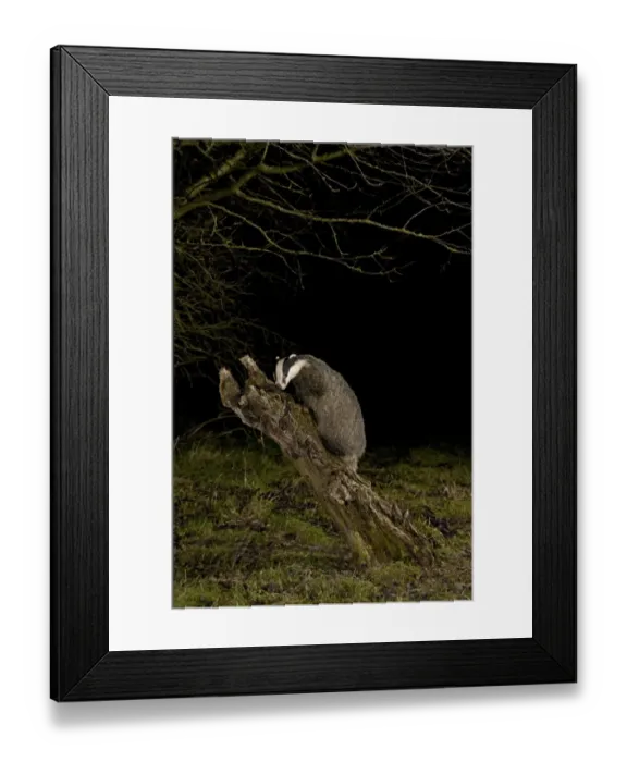 Framed Print : Eurasian Badger (Meles meles) adult, climbing on tree stump at night, England, january Framed Print : Eurasian Badger (Meles meles) adult, climbing on tree stump at night, England, january